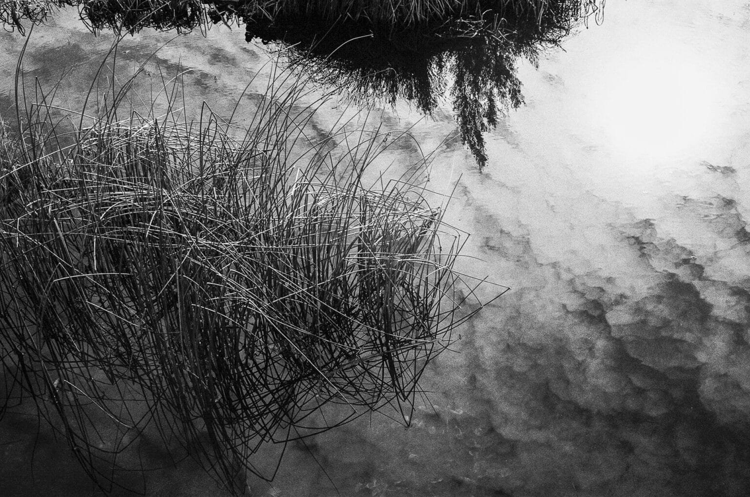 Herbes immergées au bord d’un bassin du jardin des plantes de Nantes, reflets et textures de l’eau en noir et blanc.