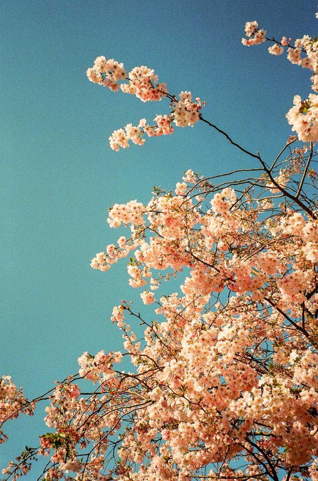 Branches de cerisier en fleurs au Jardin des Plantes de Nantes sur fond de ciel bleu