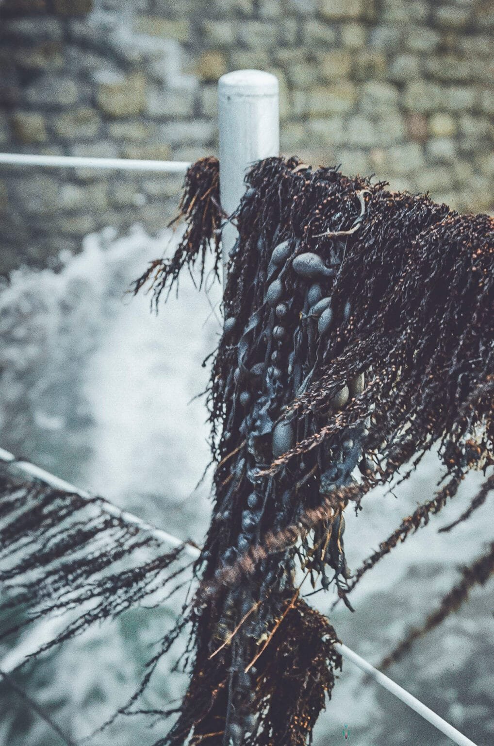 Gros plan sur des algues et du fucus vésiculeux accrochés aux garde-corps de la piscine de mer de Dinard, photo argentique Nikon F3