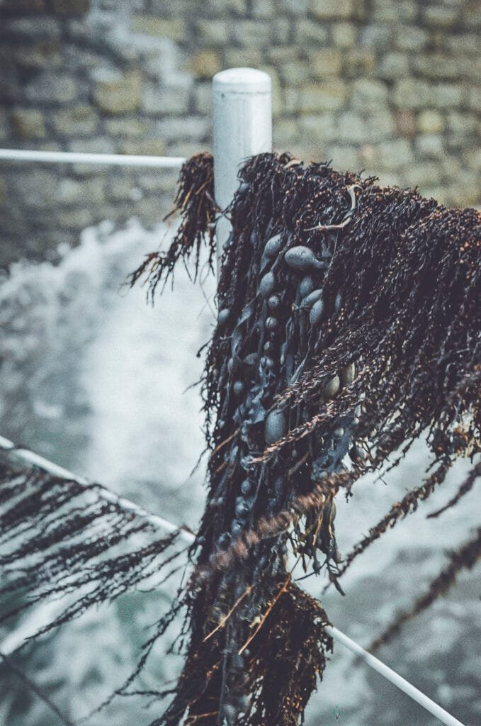 Gros plan sur des algues et du fucus vésiculeux accrochés aux garde-corps de la piscine de mer de Dinard, photo argentique Nikon F3