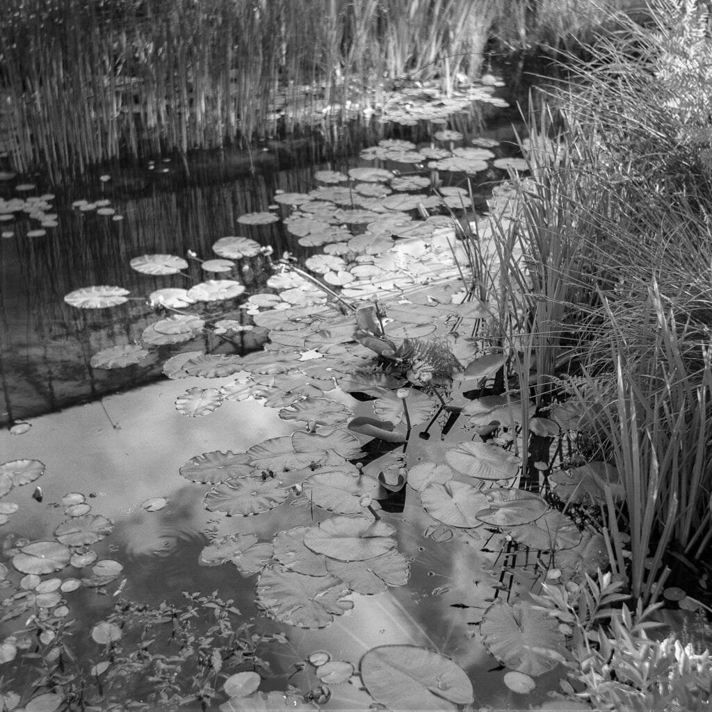 Bassin aux nénuphars du Jardin des Plantes de Nantes photographié en noir et blanc avec l'Agfa Isolette II sur Ilford HP5
