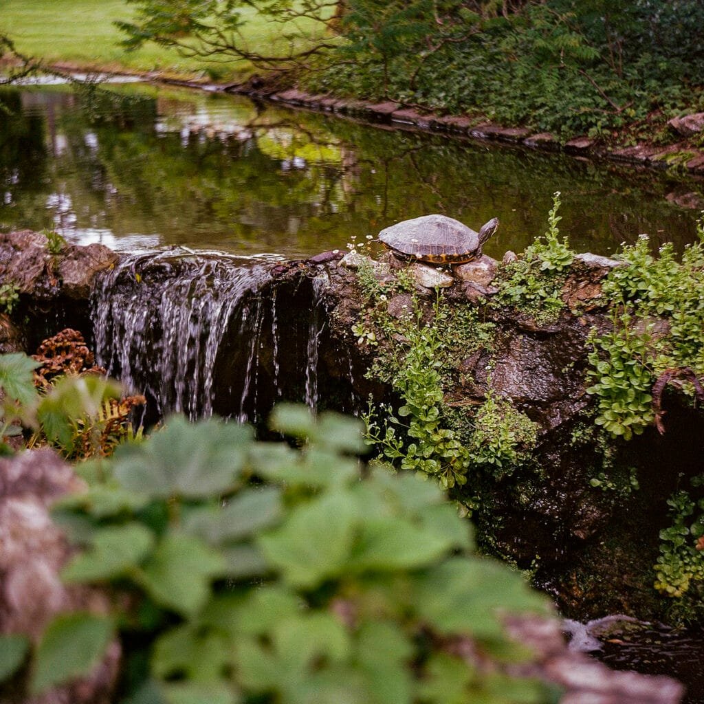 Tortue sur un rocher au bord d'un bassin du Jardin des Plantes de Nantes, photographiée avec l'Agfa Isolette II sur Kodak Portra 400