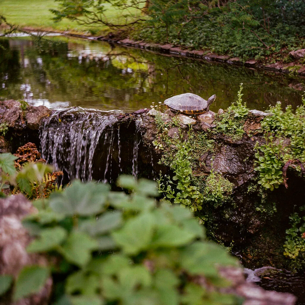 Tortue sur un rocher au bord d'un bassin du Jardin des Plantes de Nantes, photographiée avec l'Agfa Isolette II sur Kodak Portra 400