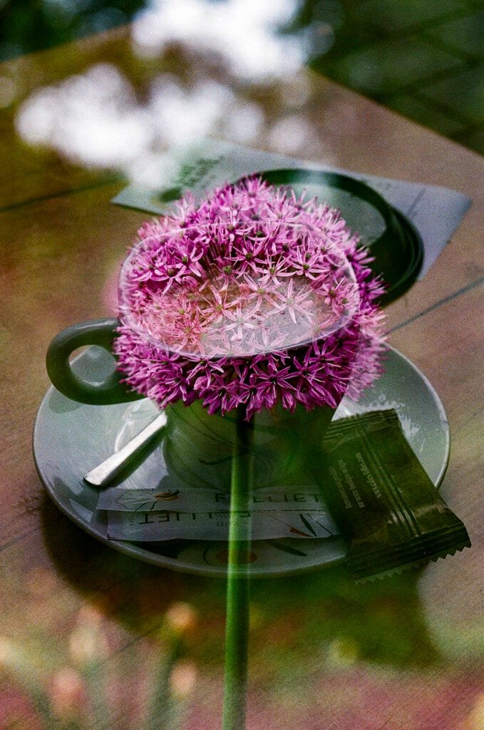 Double exposition argentique — allium violet superposé à une tasse de café, Nikon F3 HP, Ultramax 400, Nantes