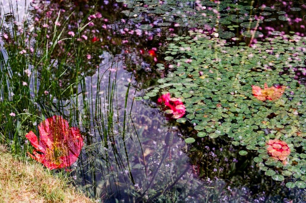 Double exposition argentique — bassin aux nénuphars envahi de coquelicots rouges, Nikon F3 HP, Ultramax 400, Jardin des Plantes Nantes