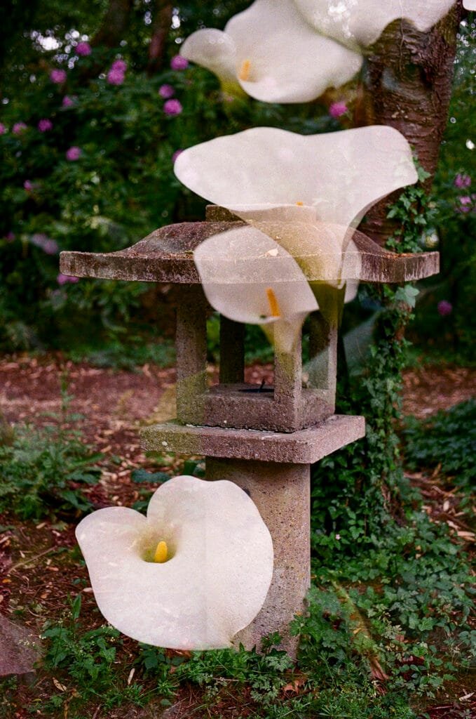 Double exposition argentique — lanterne japonaise en pierre envahie d'arums blancs, Nikon F3 HP, Ultramax 400, Île de Versailles Nantes