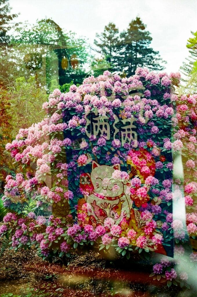 Double exposition argentique — chat porte-bonheur maneki-neko superposé à des rhododendrons roses, Nikon F3 HP, Ultramax 400, Île de Versailles Nantes