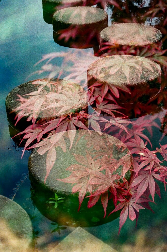 Double exposition argentique — pas japonais en pierre superposés à des feuilles d'érable du Japon, Nikon F3 HP, Ultramax 400, Île de Versailles Nantes