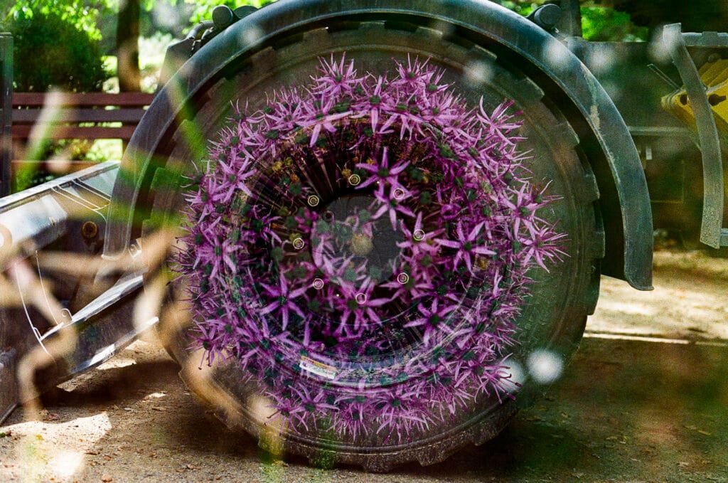 Double exposition argentique — roue d'engin de travaux envahie de fleurs violettes en ombelles, correspondance de formes circulaires, Nikon F3 HP, Ultramax 400, Jardin des Plantes Nantes