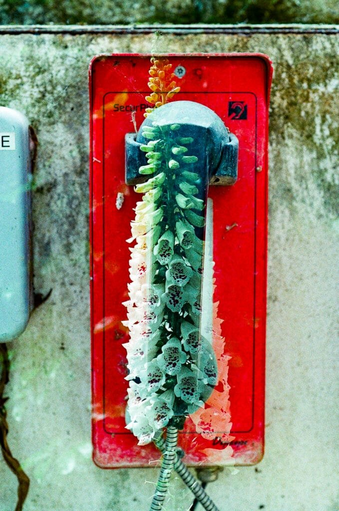 Double exposition argentique — vieux téléphone rouge de serre envahi de digitales blanches, Nikon F3 HP, Ultramax 400, Jardin des Plantes Nantes