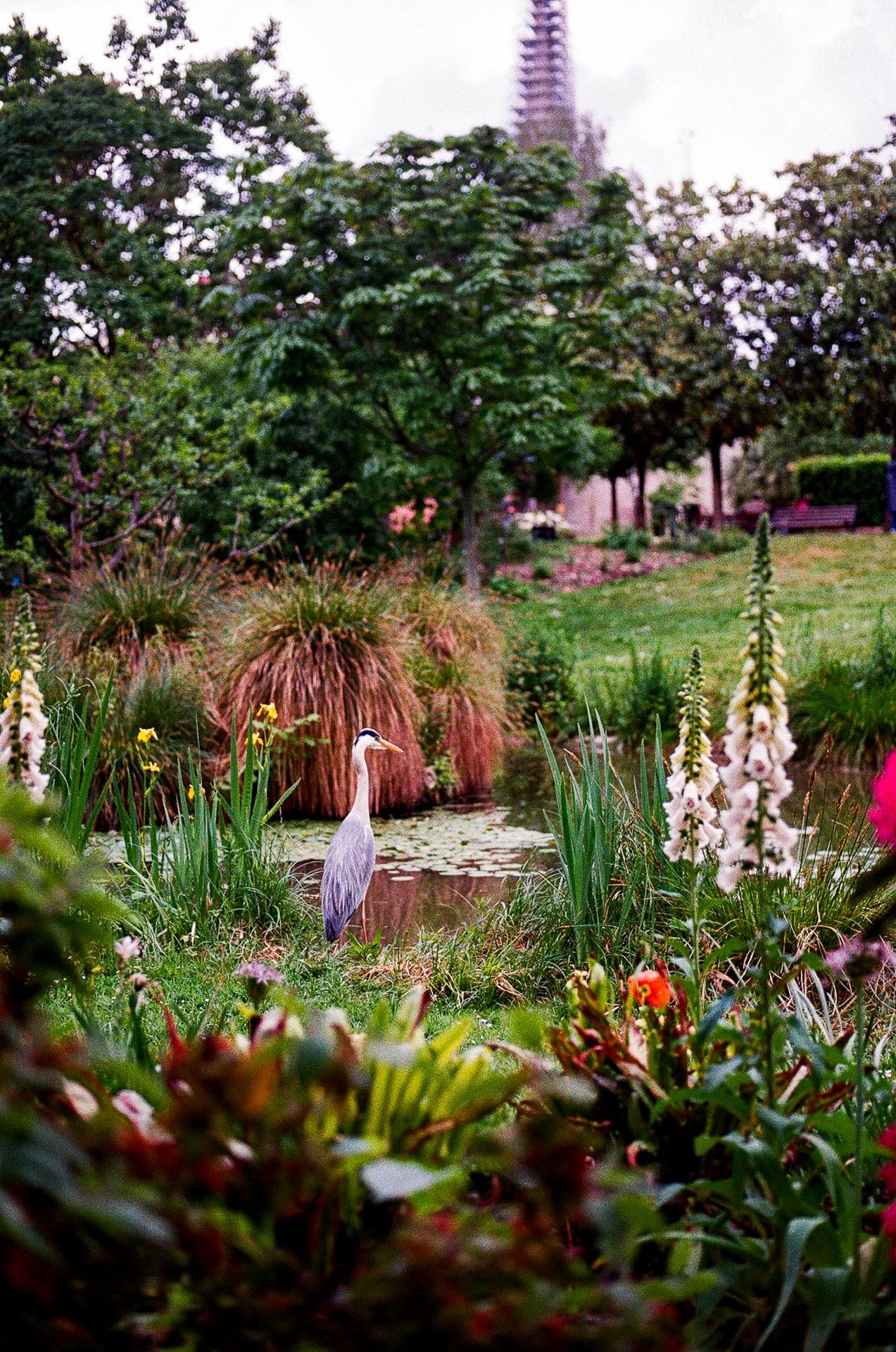 Héron cendré posé au bord du bassin aux nénuphars, Jardin des Plantes Nantes, Nikon F3 HP, Ultramax 400