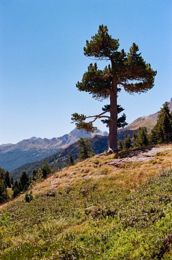 Pin cembro solitaire dans la Haute Clarée — Nikon F6, Kodak Pro Image 100