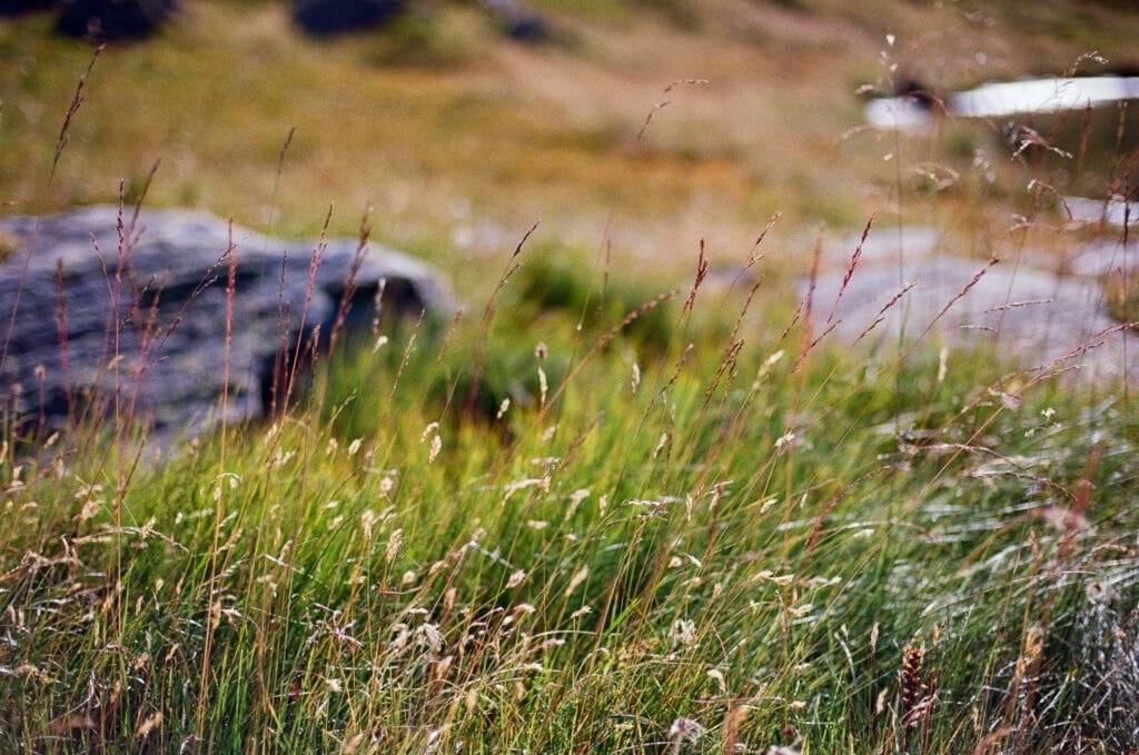 Herbes folles dans la vallée de la Clarée, Hautes-Alpes, photo argentique au Nikon F6 sur Kodak Pro Image 100
