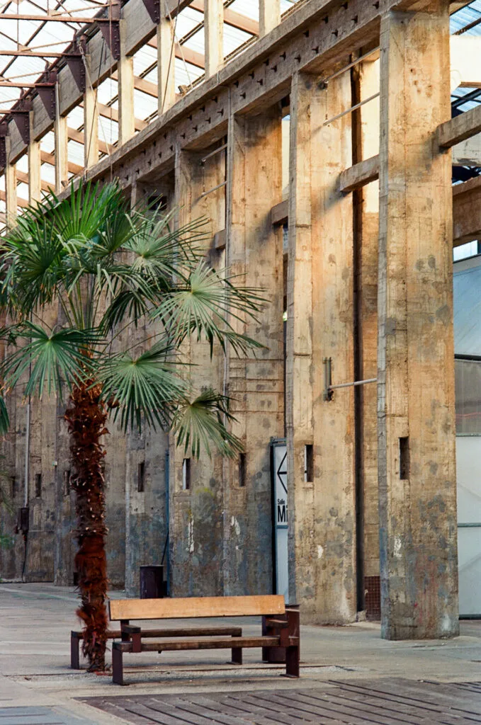 Poteaux en béton brut et palmier dans la Grande Halle des Machines de l'Île, Nantes, argentique couleur