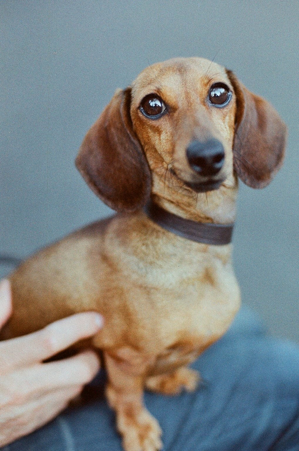 Portrait de Violette, une teckel croisée au Jardin des Plantes de Nantes, photographiée au Nikon F6 avec un Nikkor 50mm f/1.4 AF-D sur pellicule Opticolor 200