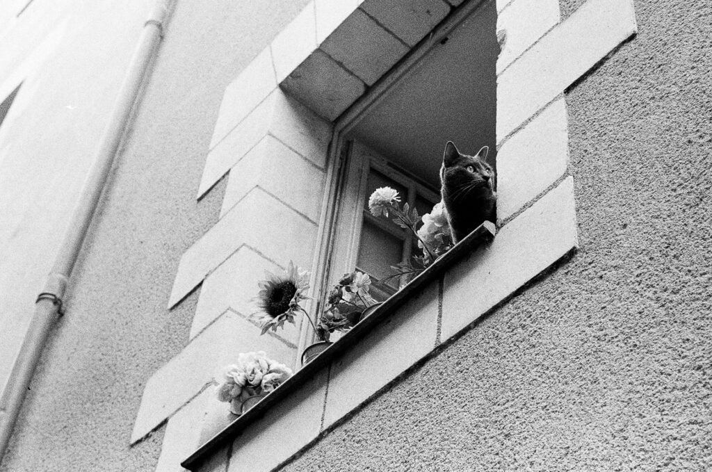 Chat assis sur le rebord d’une fenêtre fleurie, photographié en contre-plongée sur une façade nantaise